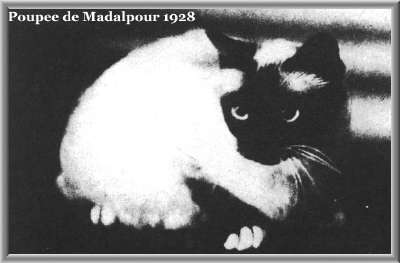 Sacré de Birmanie Seal Point - Poupée de Madalpour