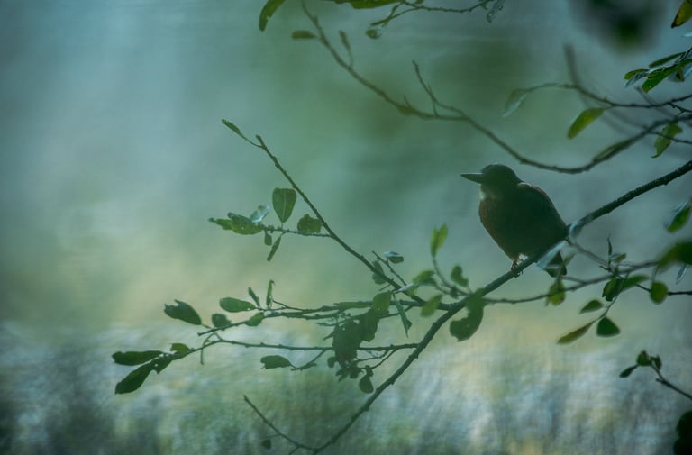 martin pêcheur sur une branche