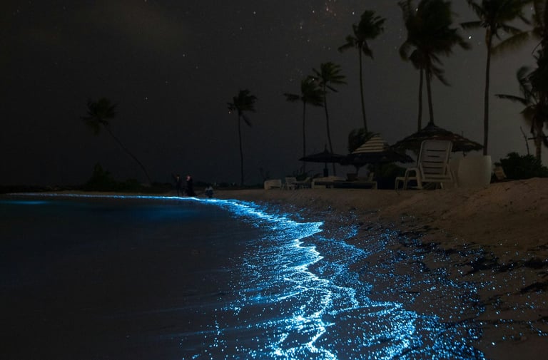 bioluminescence mexique holbox kayak