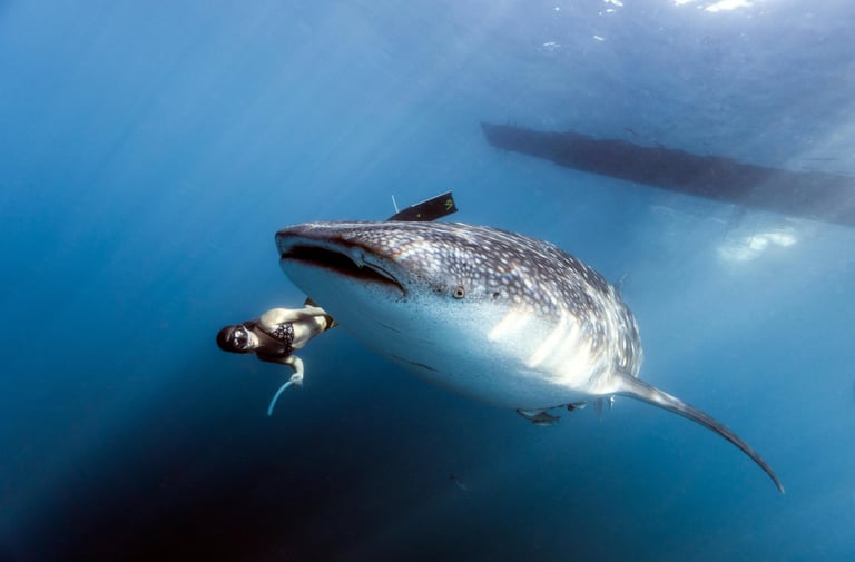 requin baleine mexique whale shark mexico