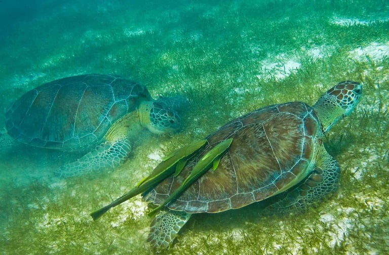 tortues tulum mexique snorkeling plongée