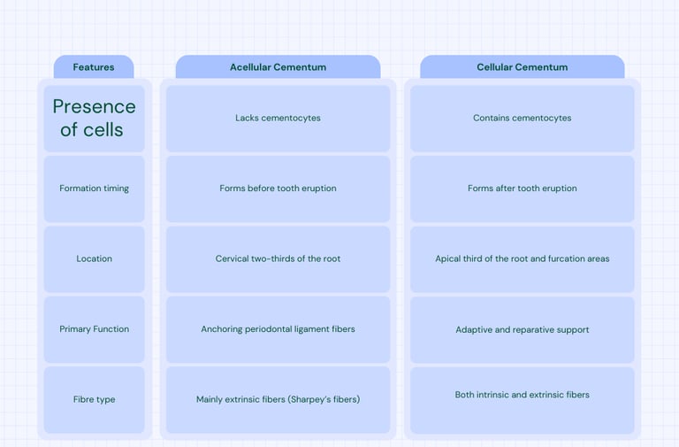 a table image showing difference between cellular and accellular cementum