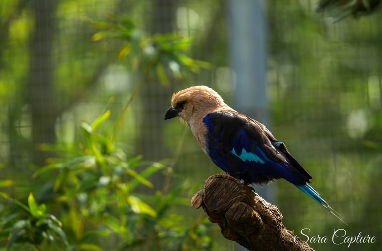 Zoo
