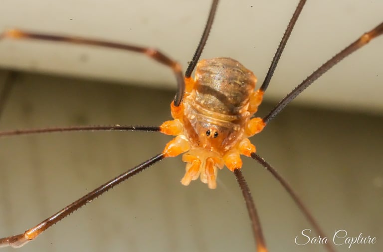 Macro