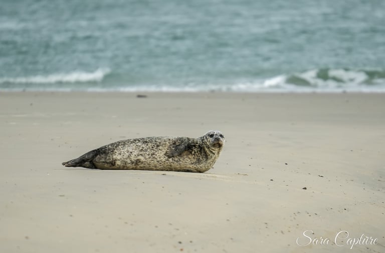 Waterdieren