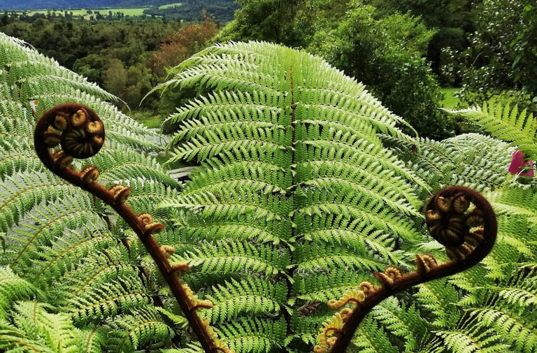 Professional development, personal growth accompanied by a Coach