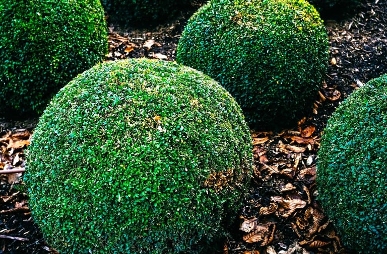 Company that trims bushes