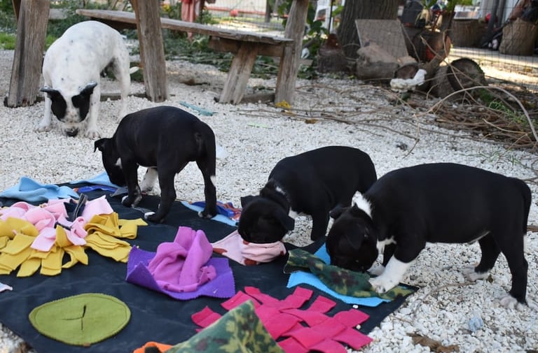 Cuccioli di Staffordshire Bull Terrier nuove stimolazioni sensoriali in ambiente esterno