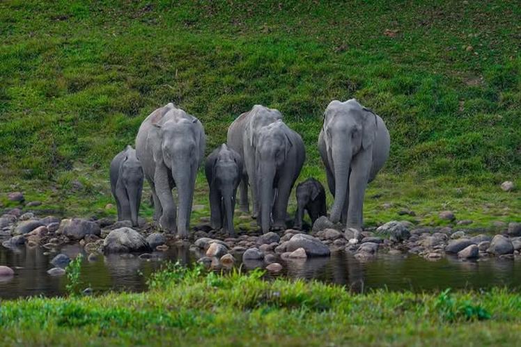 Elephants at Anakulam