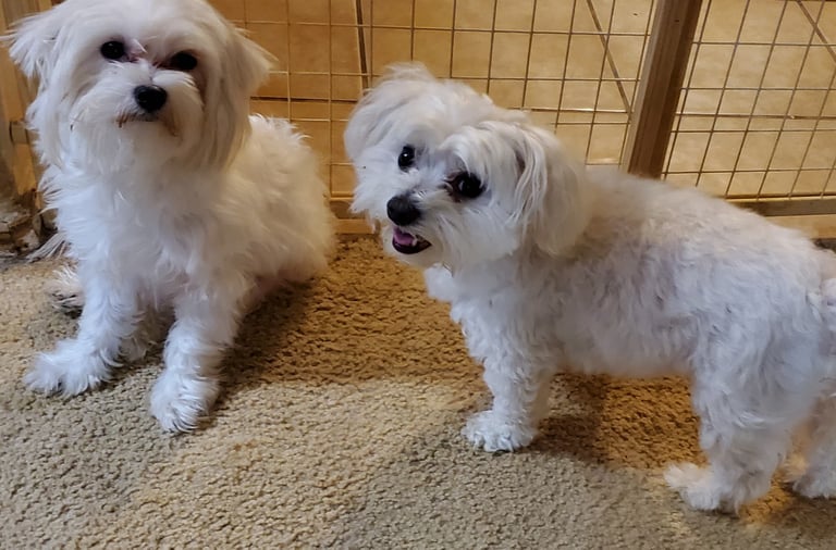 2 Maltese dog sitting next to fence in Texas