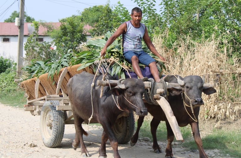 man riding an ox cart in Thakurdwara 