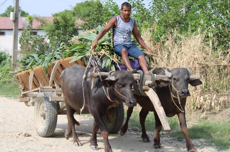 charrue tirée par les boeufs à Bardia
