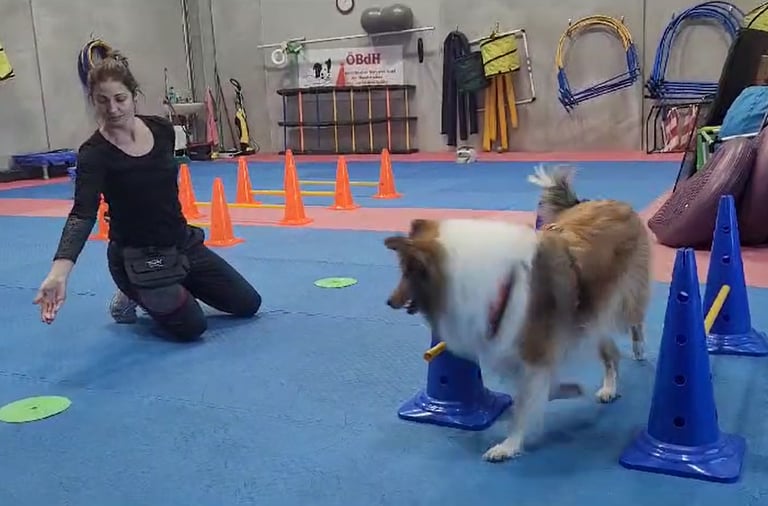 A dog trainer guides a Sheltie through an indoor agility obstacle course with blue cones and orange hurdles.