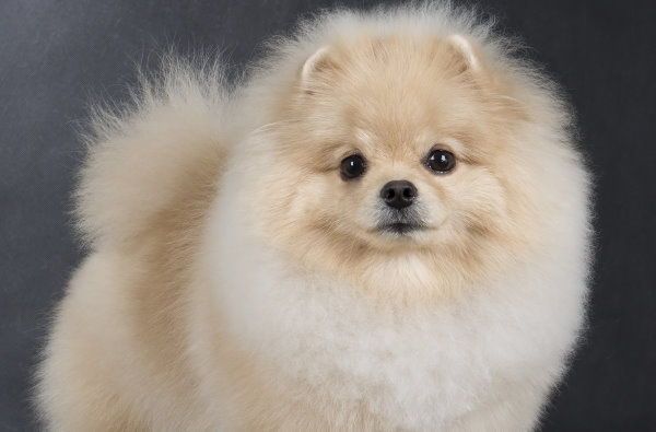 venta perritos pomerania argentina