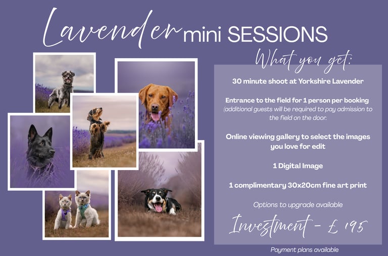 Pet photography offer for lavender field sessions