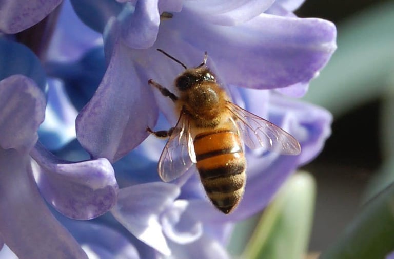 Abeille