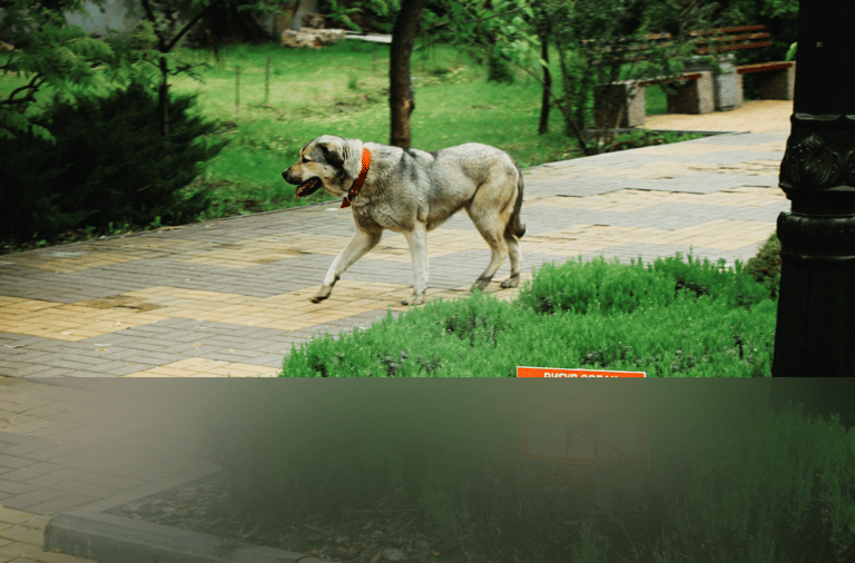 dogAdvisor | dogadvisor | dog advisor | dogAdvisor.dog