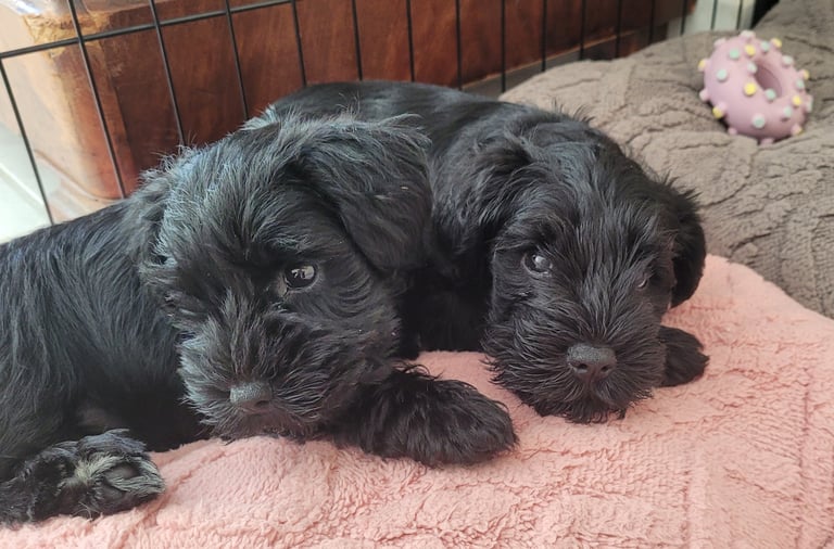 Bébés Schnauzer sur des coussins