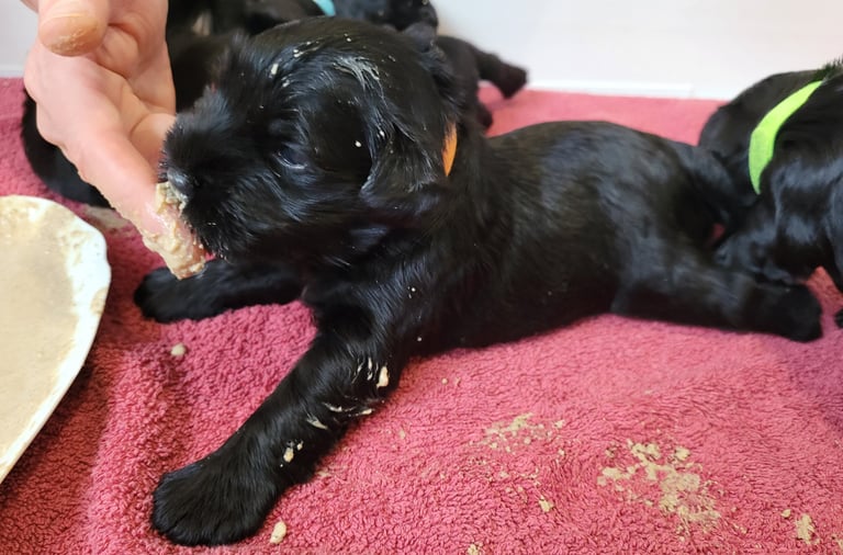 Viky des Diamants Noirs d' Also