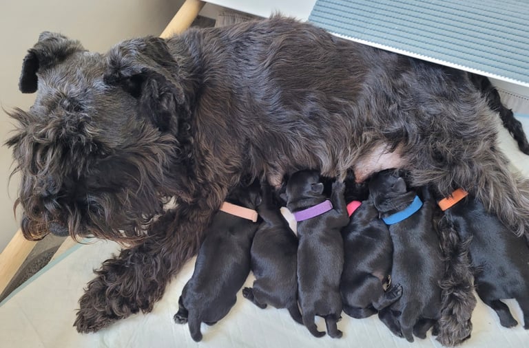 Schnauzer miniature et ses chiots
