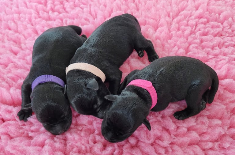 Chiots femelles Schnauzer miniature