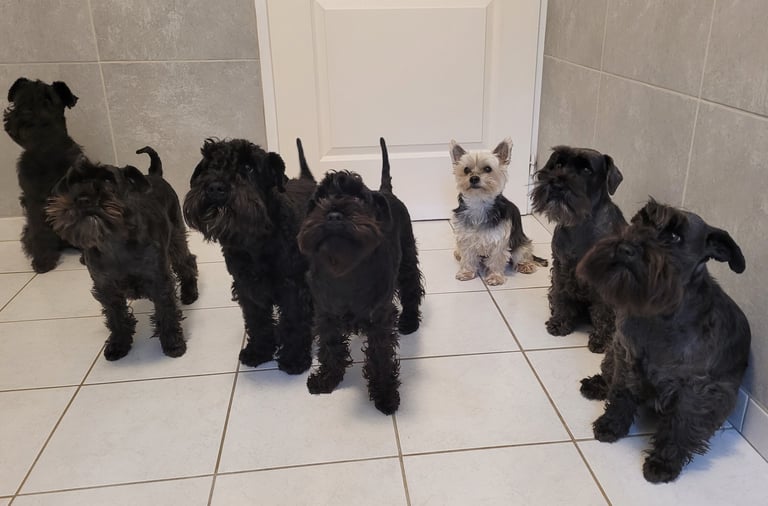 Schnauzers miniatures très patients