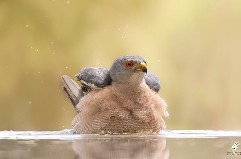 Shikra bathing in the water | Birding Adventures Gambia