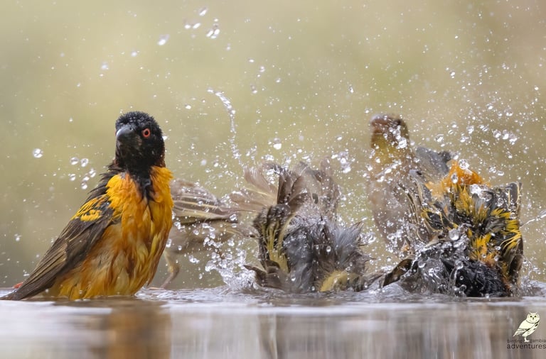 Group of Village Weavers splashing | Birding Adventures Gambia