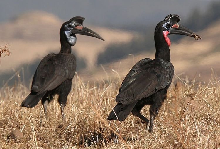 Abyssinian Ground Hornbill Niokolo-Koba Senegal