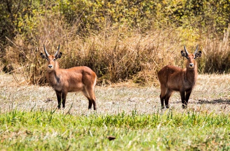 Antelopes in grassland Niokolo-Koba National Park West Africa