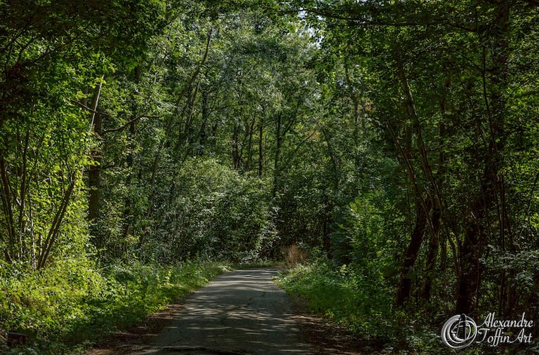 Aller à la page ForEvert pour plonger au coeur de la forêt, s'oxygéner, faire des découvertes...