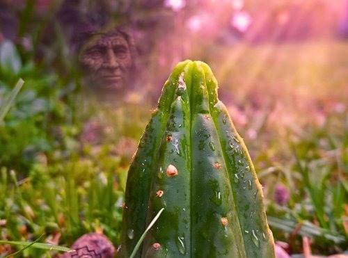 Spiritual connection experience with huachuma