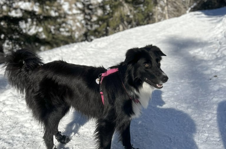 chien border collie dans la neige