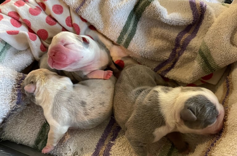 French Bulldog Puppies for sale