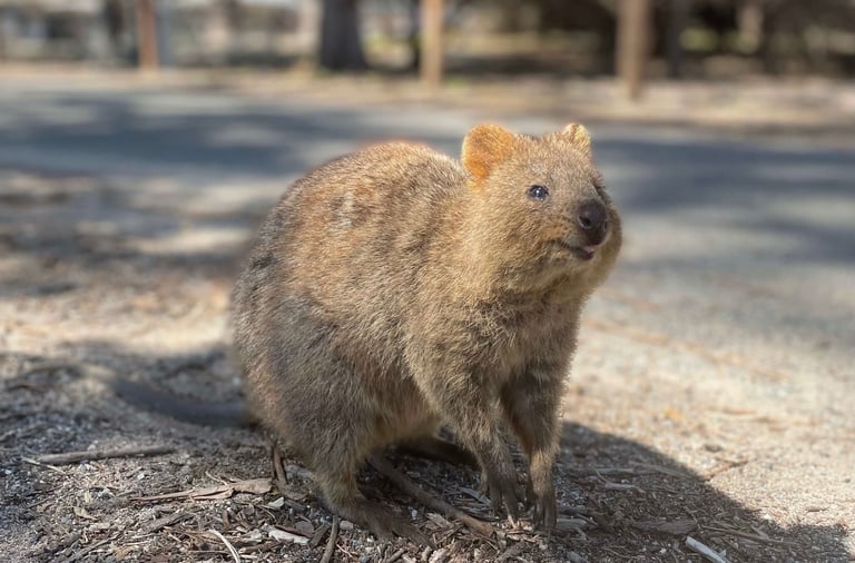 quokka en Rottnest Island