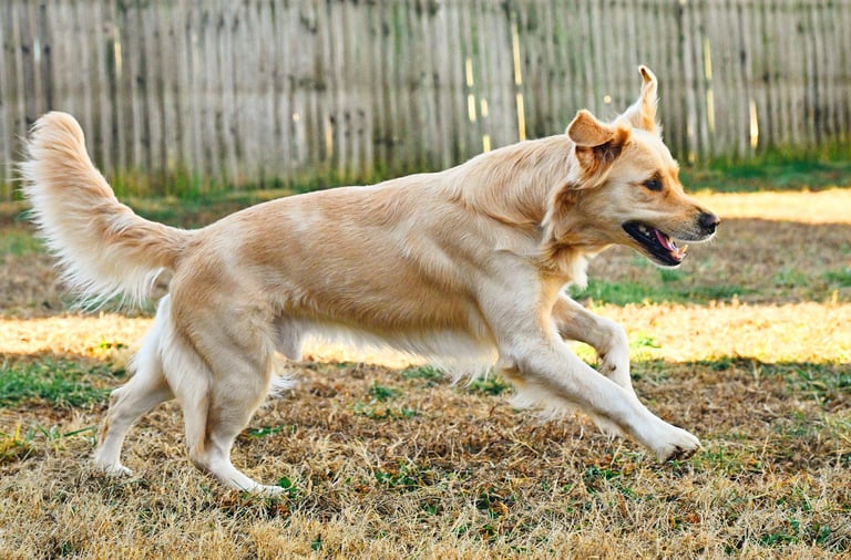 a golden retriever running through the grass in a fenced backyard