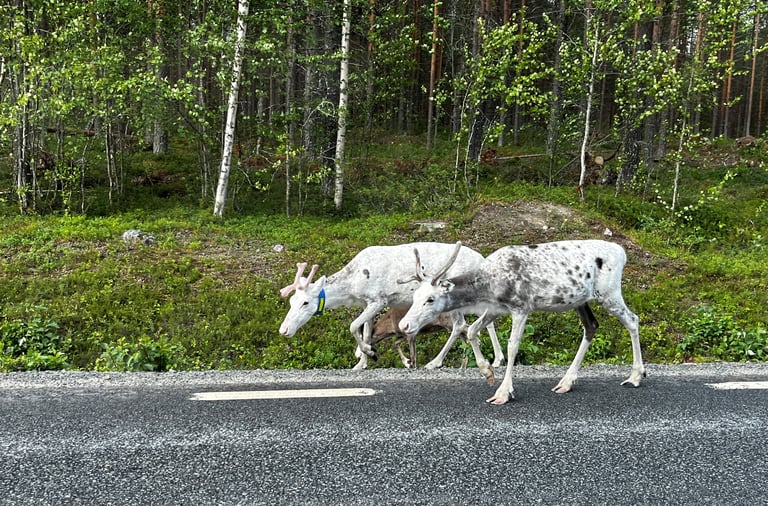 Swedish reindeer lichen project gains mining and Sami support.