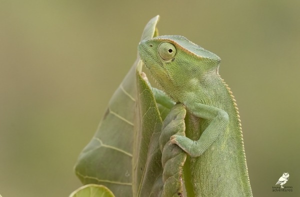 Senegal Chameleon resting on a leaf in The Gambia