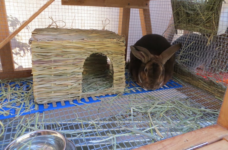 Sunny with his bunny grass house