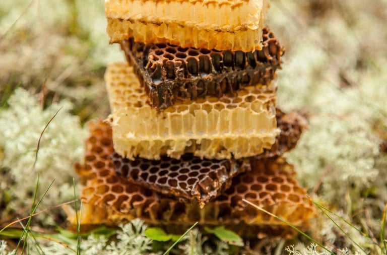 Skirtingos vaško spalvos. Korio gabaliukai. Bičių vaško įvairovė