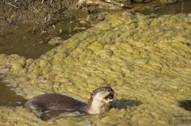 otters in the mud in Bardiya