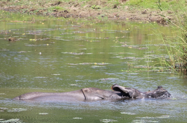 rhino swimming in Bardiya