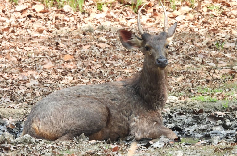 sambar deer in bardiya national park