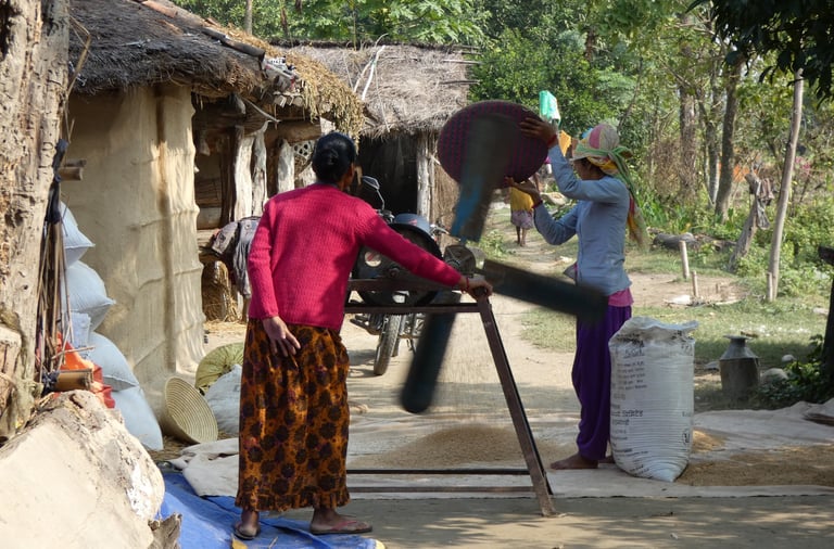 sorting rice with a fan in Thakurdwara