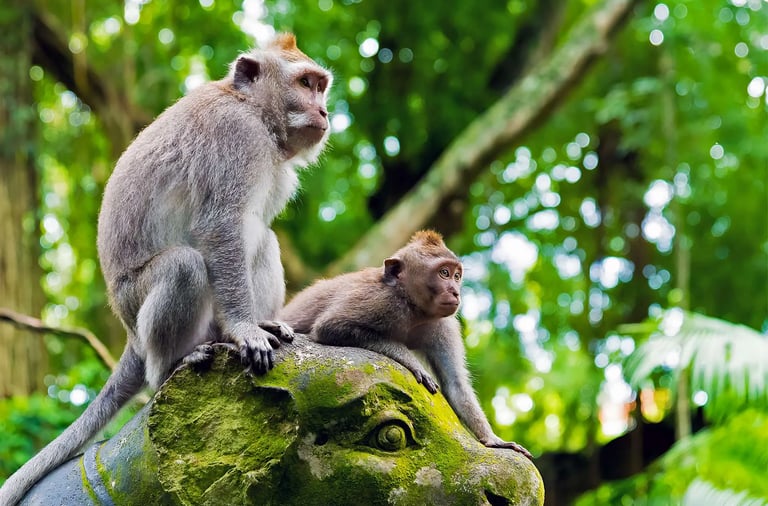 Monkey Forest