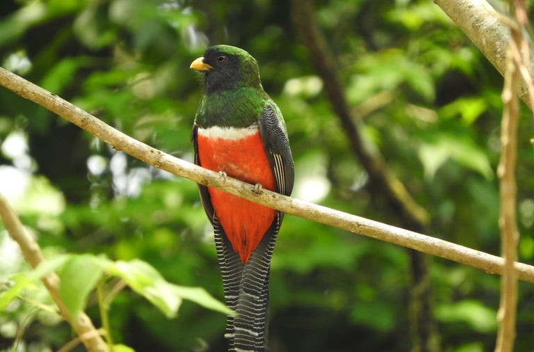 Male Collared Trogon with vivid red belly and green back perched in Chiapas rainforest