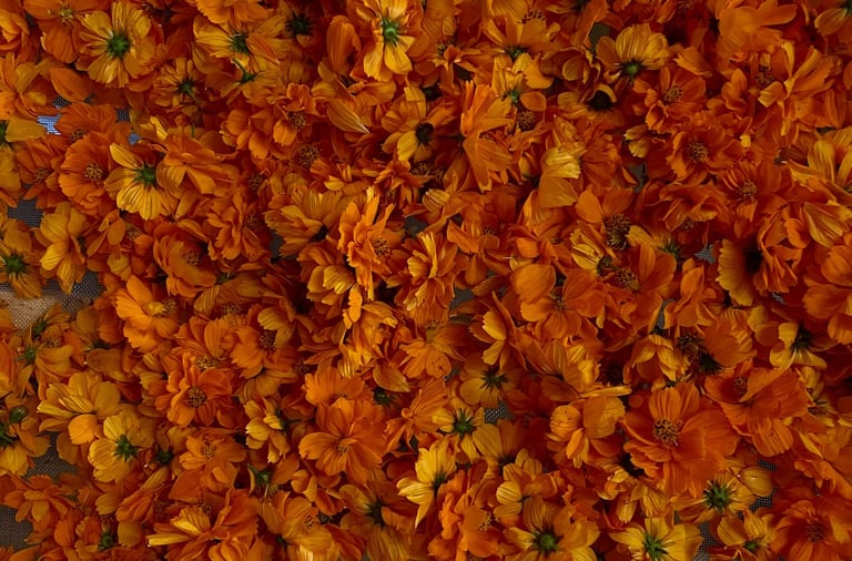 cosmos plante tinctoriale production