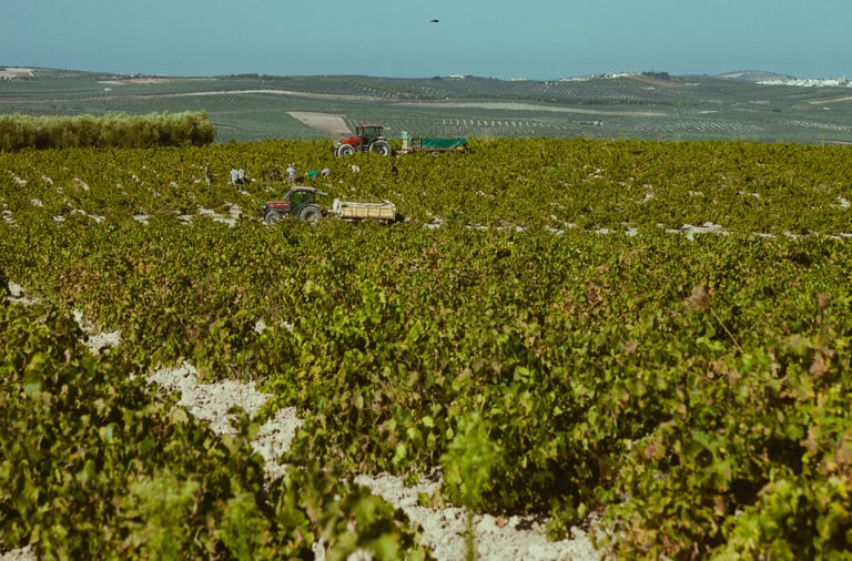 Viñedo tradicional en vaso de uva pedro ximénez  bajo el sol de la campiña cordobesa