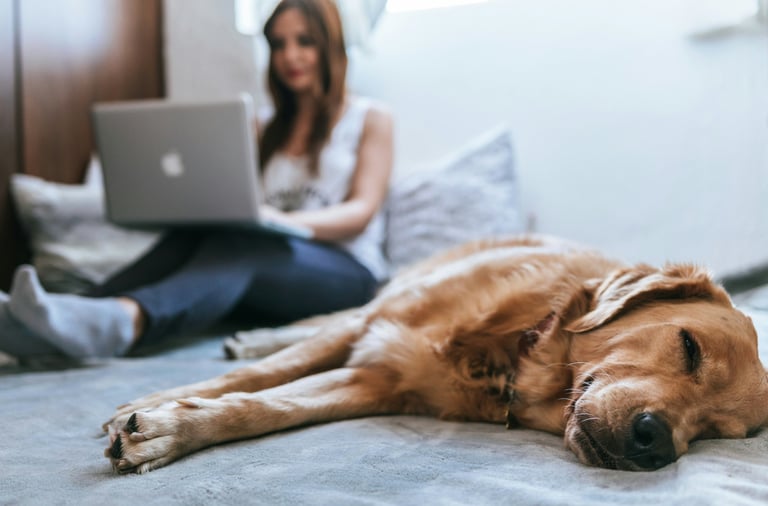 a dog laying on a bed with a woman sitting behind of her with a laptop