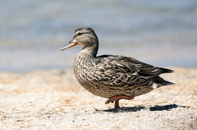 A female mallard duck stands on one leg on a sandy lake beach.